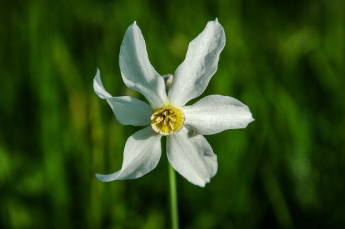 narcissus white plant