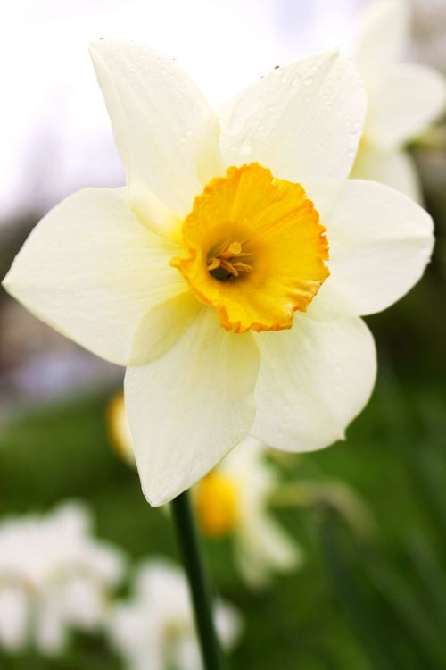 narcissus bloom flower