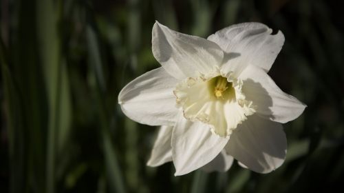 narcissus snowflake spring