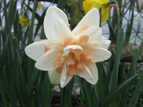 narcissus narcissus pink spring