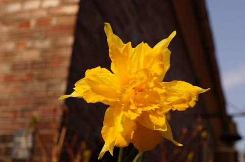 narcissus special crossing holland