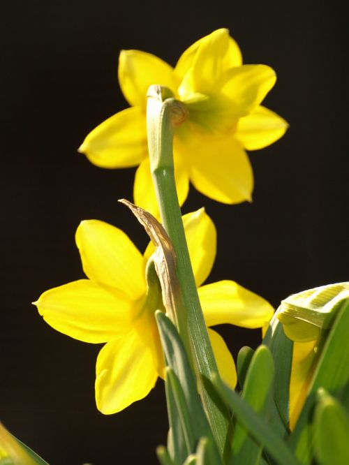 narcissus stengel yellow