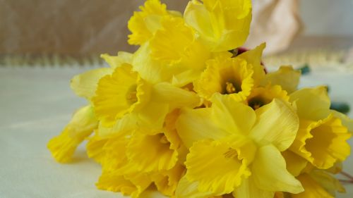 narcissus nature daffodil