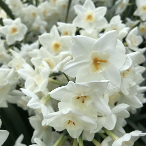 narcissus flowers plant
