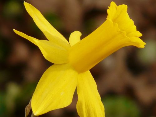 narcissus daffodil flower