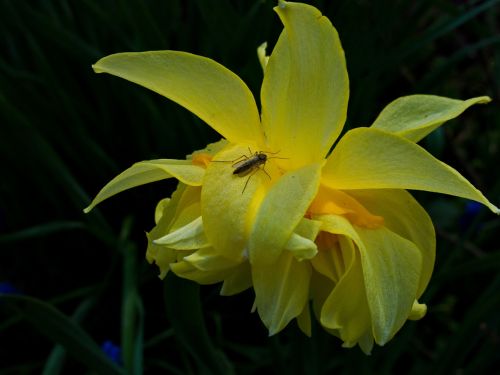 narcissus daffodil amaryllis plant