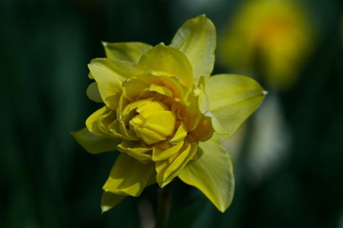 narcissus flower nature