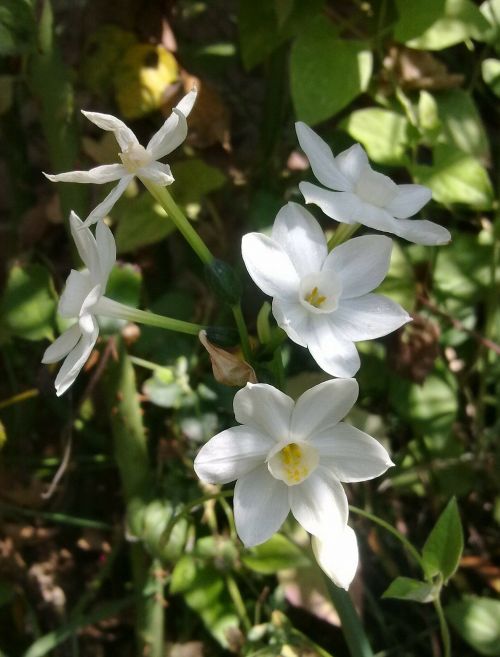 narcissus white flower flowers