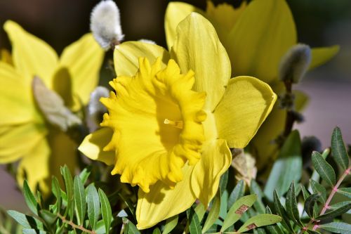 narcissus daffodil narcissus pseudonarcissus