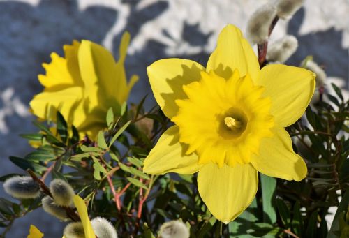 narcissus daffodil narcissus pseudonarcissus