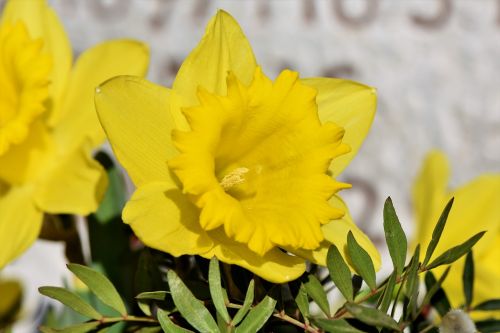 narcissus daffodil narcissus pseudonarcissus