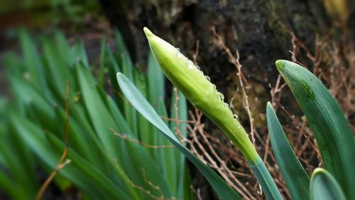 narcissus daffodil bud
