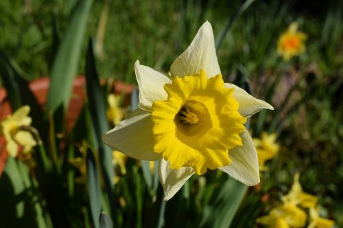 narcissus narcissus pseudonarcissus flower head