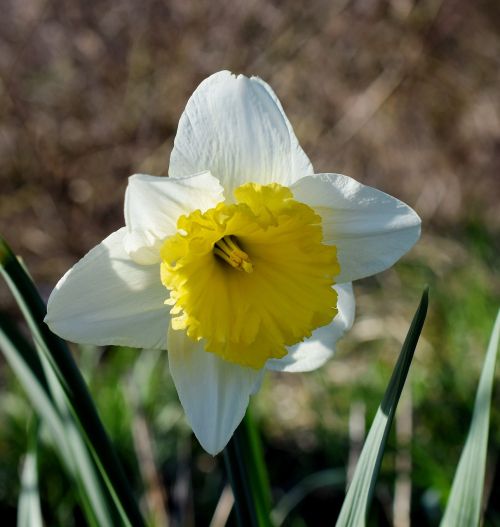 narcissus narcissus pseudonarcissus spring