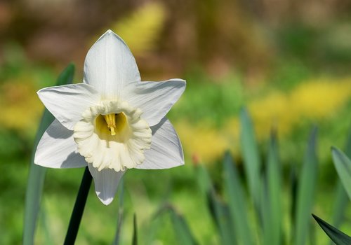 narcissus  white  white daffodil