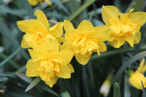 narcissus  narcissus yellow  yellow flowers