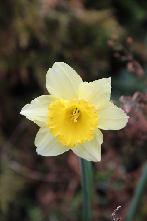 narcissus  daffodil  narcissus yellow