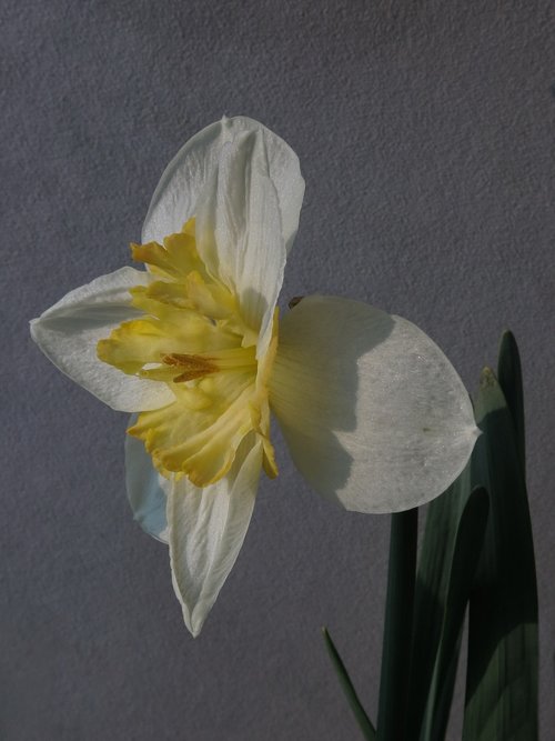 narcissus  daffodil  flower