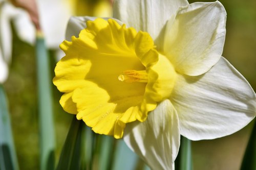 narcissus  daffodil  narcissus pseudonarcissus