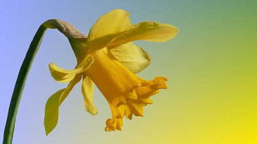 narcissus  narcissus pseudonarcissus  yellow