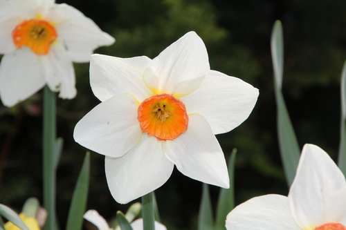 narcissus  spring  narcissus white