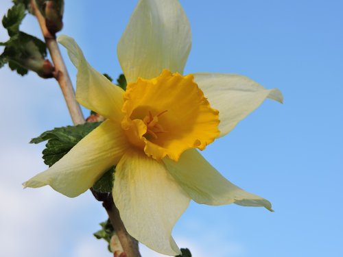 narcissus  currant  sky