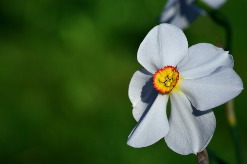 narcissus  white  blossom