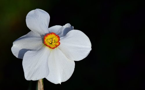 narcissus  white  blossom