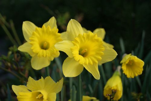 narcissus yellow custom