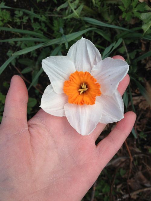 narcissus spring flower hand