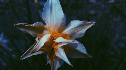 narcissus  flowers  plants