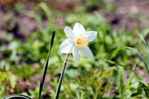 narcissus  flowers  plant