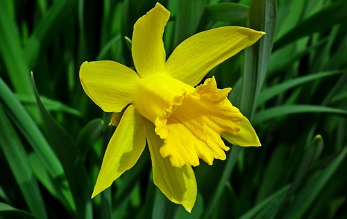 narcissus  flower  yellow