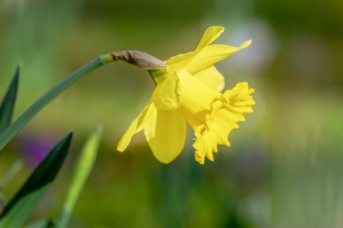 narcissus  spring flower  harbinger of spring