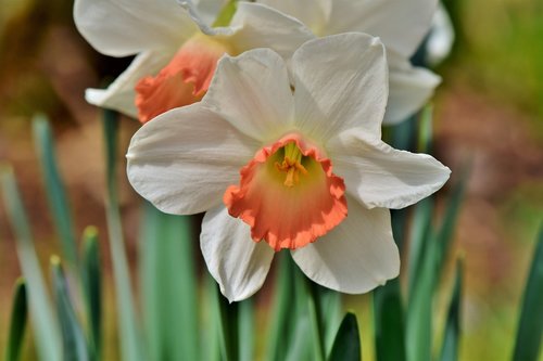 narcissus  flower  blossom