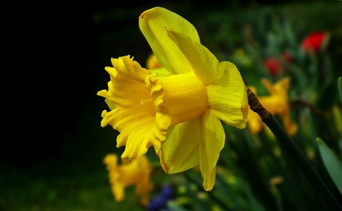 narcissus  flower  yellow