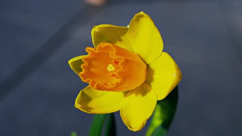 narcissus  flower  blossom