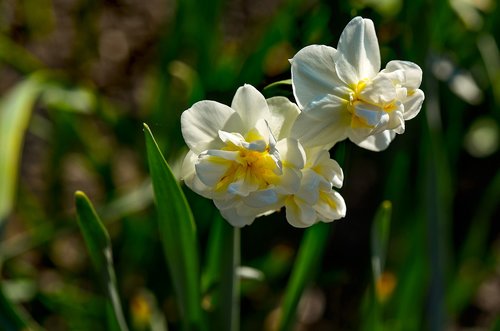 narcissus  white  flower