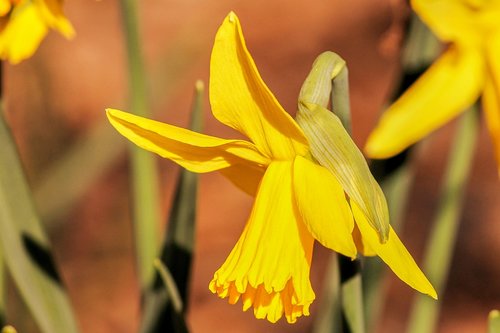 narcissus  daffodil  spring flower