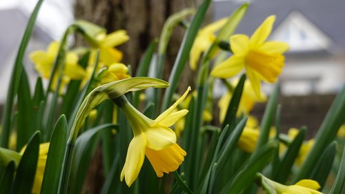 narcissus  spring  yellow