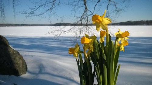 narcissus  easter  snow