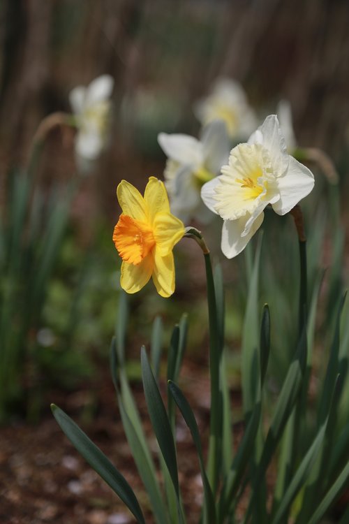 narcissus  spring  flowers