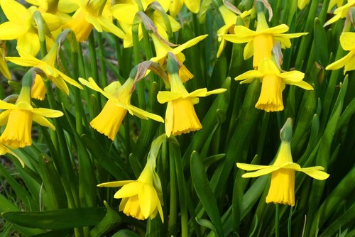 narcissus  flower  bloom