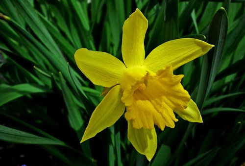 narcissus  flower  yellow