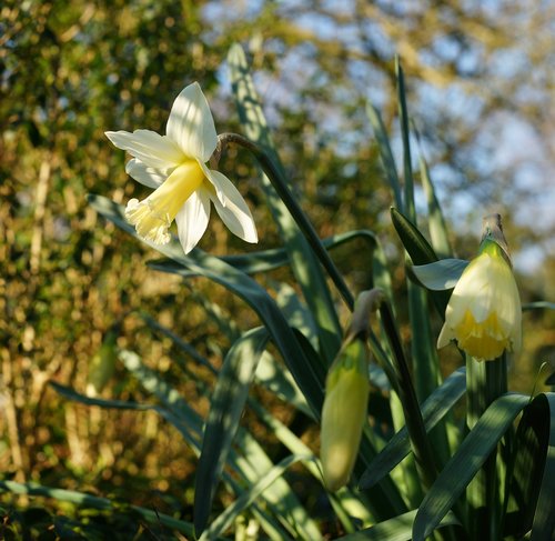 narcissus  daffodil  spring
