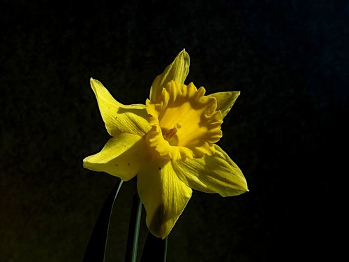 narcissus  yellow  daffodil