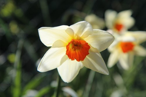 narcissus  flowers  spring