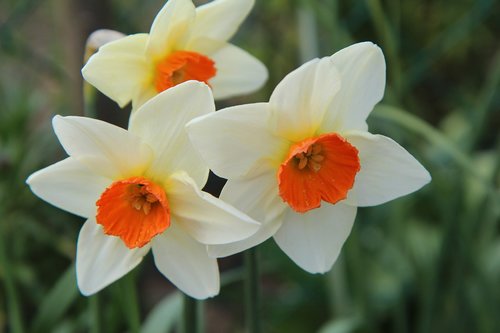 narcissus  spring  daffodil