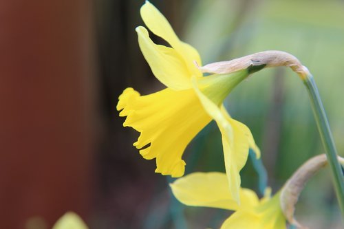 narcissus  spring  daffodil