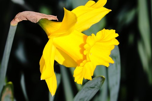 narcissus  daffodil  spring flower